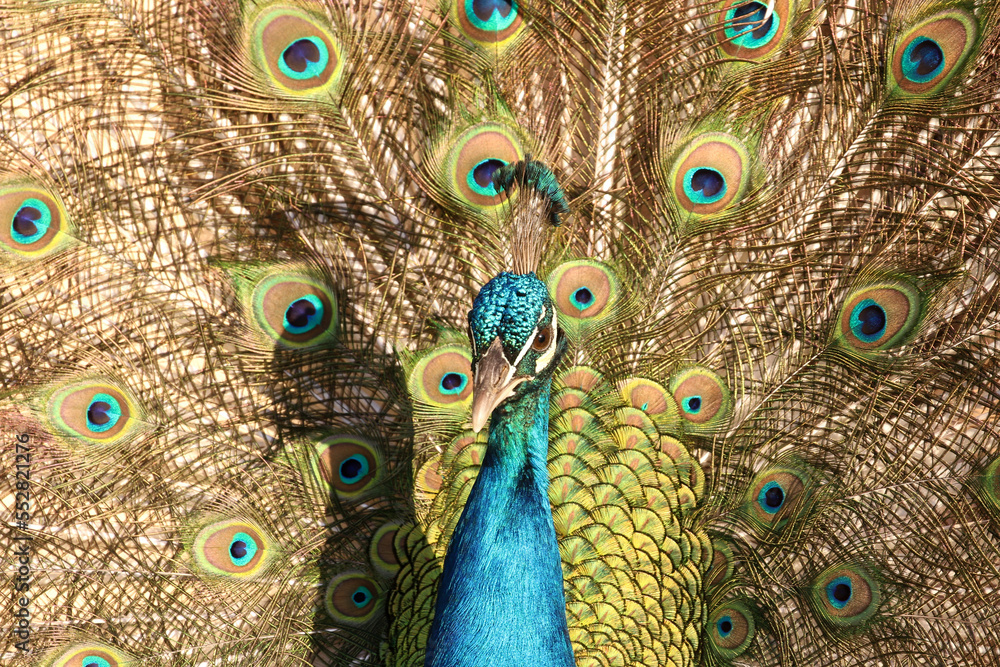 Obraz premium Peacock kept as a pet on a remote farm in Bushmanland, Northern Cape, South Africa