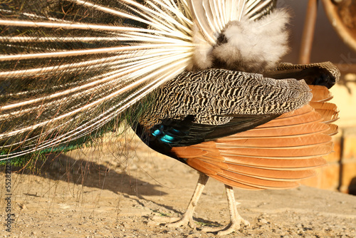 Peacock kept as a pet on a remote farm in Bushmanland, Northern Cape, South Africa photo