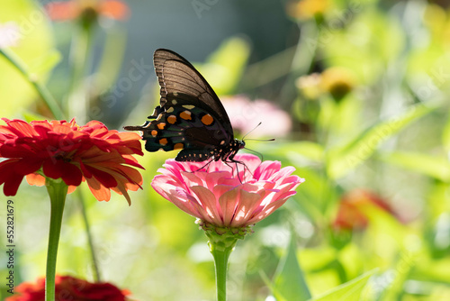 butterfly on flower