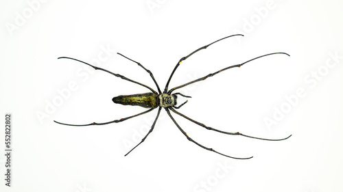 Giant spider with long legs isolated on white. Nephila macro close up, collection insects, design element