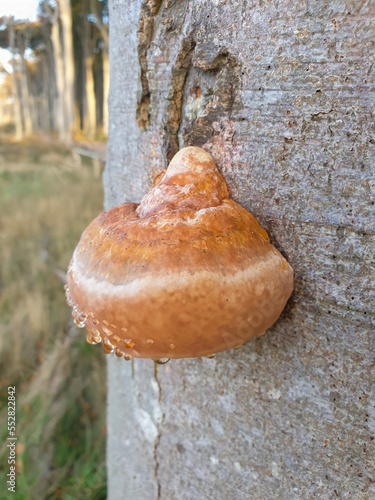 red band fungus also red-banded polypore (in german Rotrandiger Baumschwamm) Fomitopsis pinicola photo