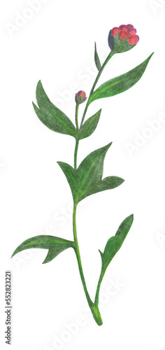 Red Chrysanthemum Bud with Green Leaves Isolated on White Background. Chrysanthemum Flower Element Drawn by Color Pencil.