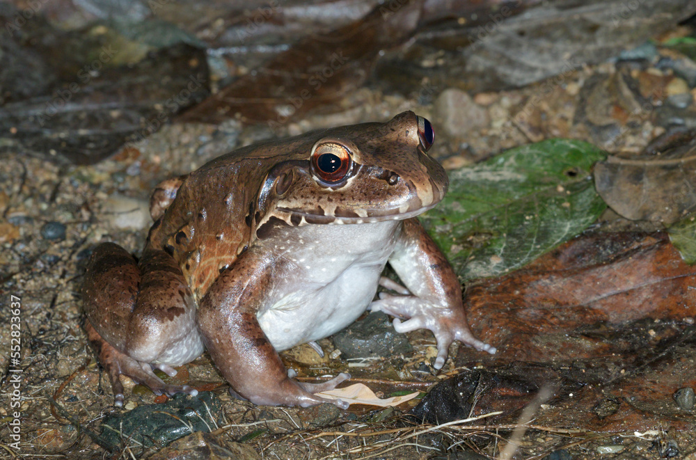 Obraz premium Smoky jungle frog (Leptodactylus pentadactylus) at the forest floor near a lake at night, Puntarenas, Costa Rica.