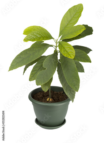 Young avocado plant, PNG isolated on transparent background