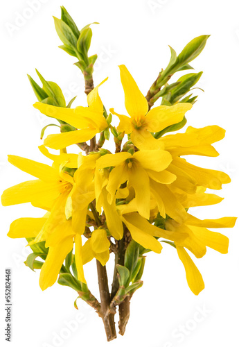 Fotografie, Tablou PNG Blossoming forsythia flower green leaves isolated