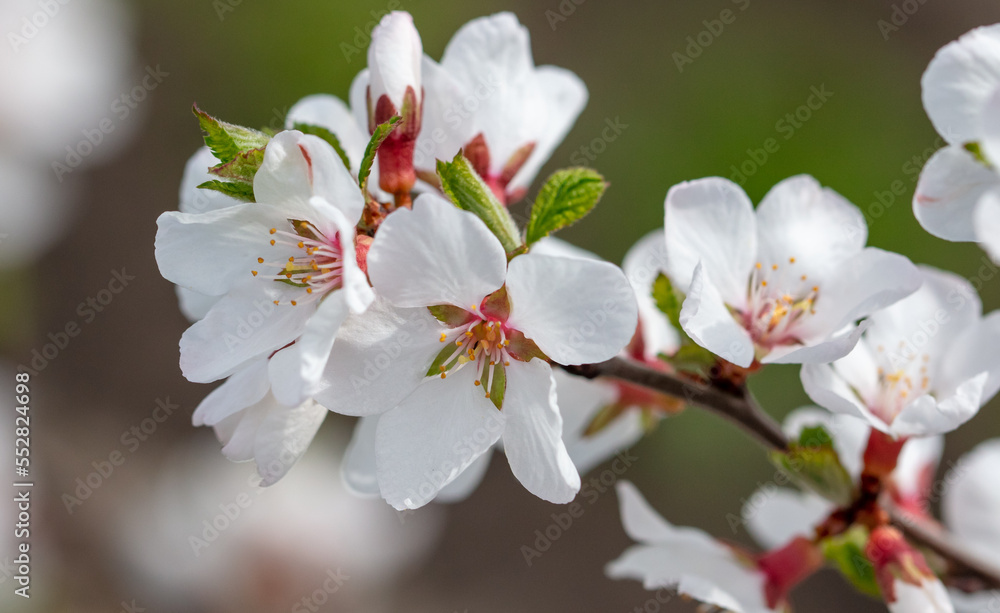 Cherry blossoms on a tree in spring. Cherry blossoms on a tree in spring.
