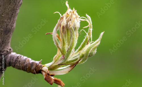 Opening bud on pear branch in spring.