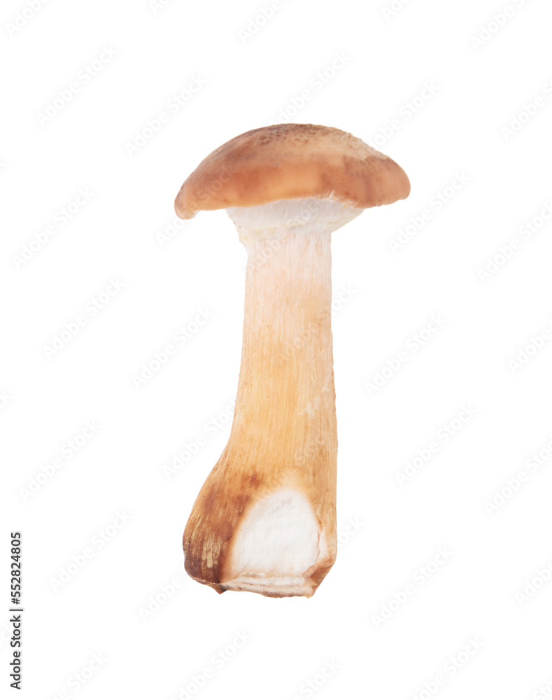 Honey agaric mushroom isolated on white background. Honey agaric mushroom isolated on white background.