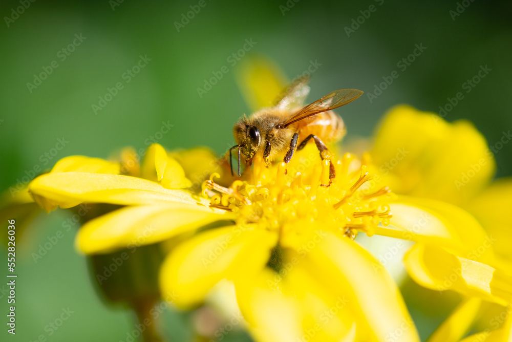 Honey bee collecting pollen on the leopard plan flower. Honey bee collecting pollen on the leopard plan flower.