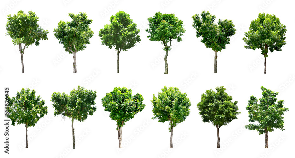 Collection Trees and bonsai green leaves. total 12 trees. (png) Collection Trees and bonsai green leaves. total 12 trees. (png)