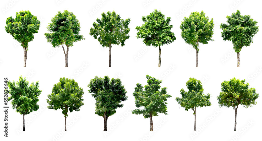Fototapeta premium Collection Trees and bonsai green leaves. total 12 trees. (png)