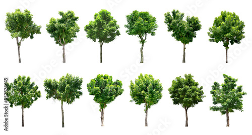 Collection Trees and bonsai green leaves. total 12 trees. (png)