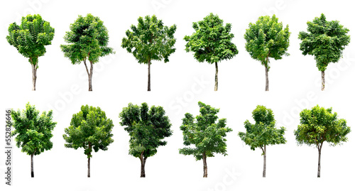 Collection Trees and bonsai green leaves. total 12 trees.  png 