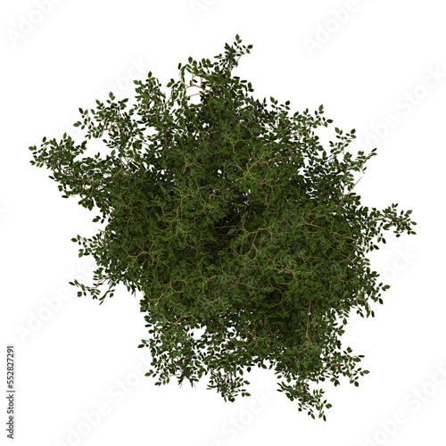 Generic Plant Tree PNG rendered in 4K Resolution for compositing and Background. With transparency alpha channel.  8K based in 3d model. © Govinda