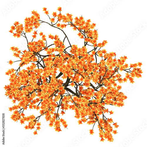 Generic Plant Tree PNG rendered in 4K Resolution for compositing and Background. With transparency alpha channel.  8K based in 3d model.