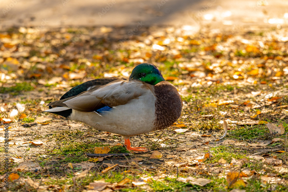 Duck on a pond in the city limits Duck on a pond in the city limits