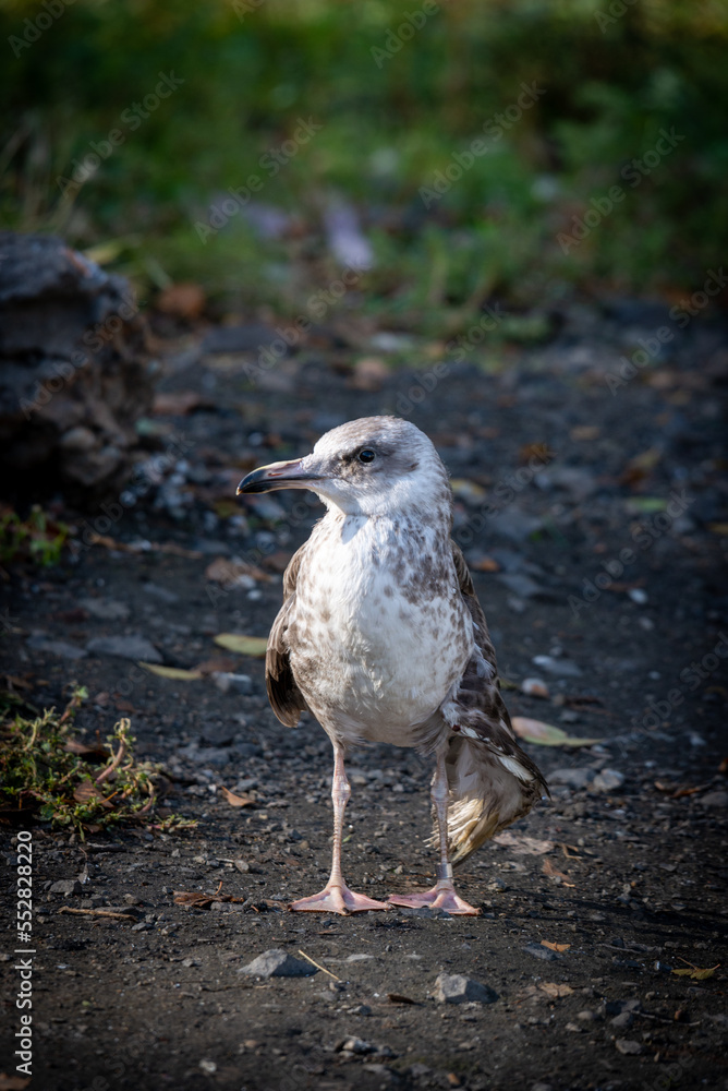 Obraz premium A river gull with a broken wing