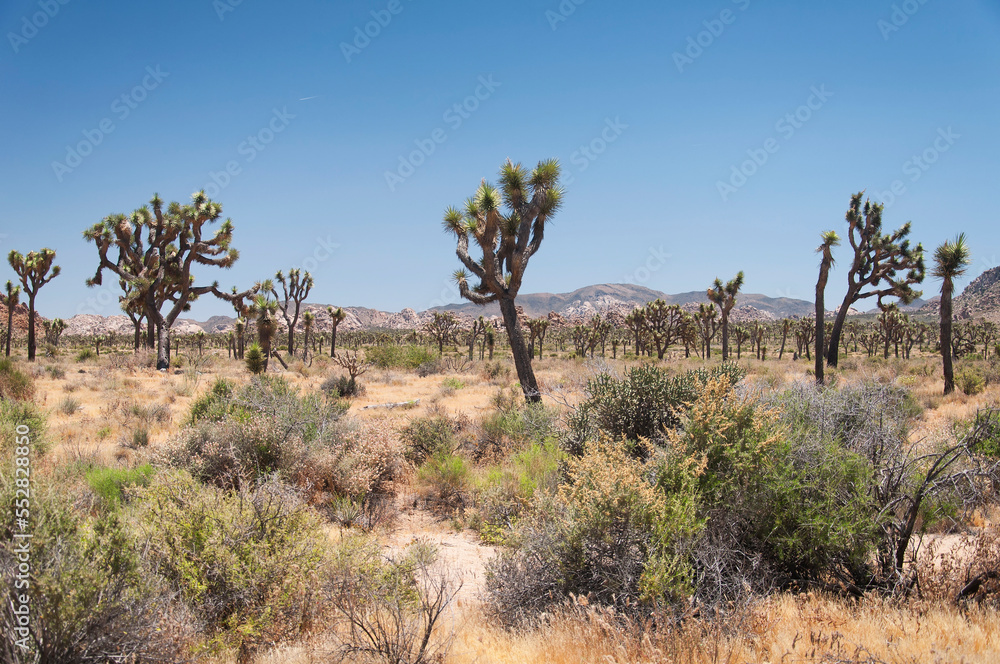 joshua tree national park yucca palm cactus california