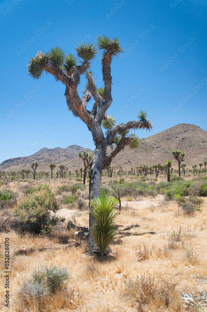 Fototapeta premium joshua tree national park yucca palm cactus california