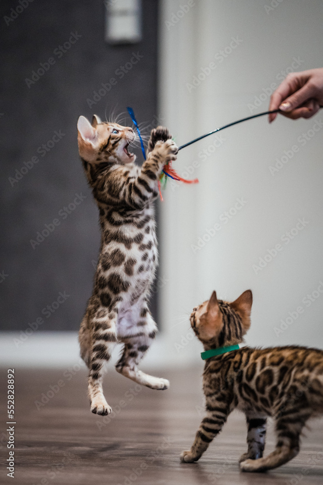 Naklejka premium Bengal-katzen, Bengalkatze