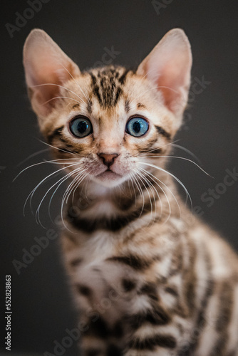 Bengal-katzen, Bengalkatze