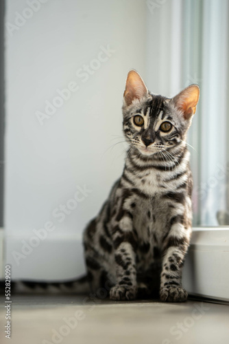 Bengal-katzen, Bengalkatze