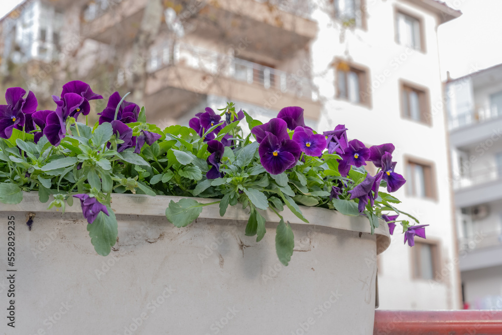 Purple pansy flowers in the street Purple pansy flowers in the street