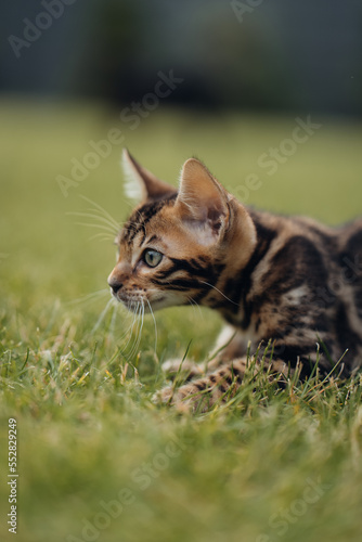 Bengal-katzen, Bengalkatze photo