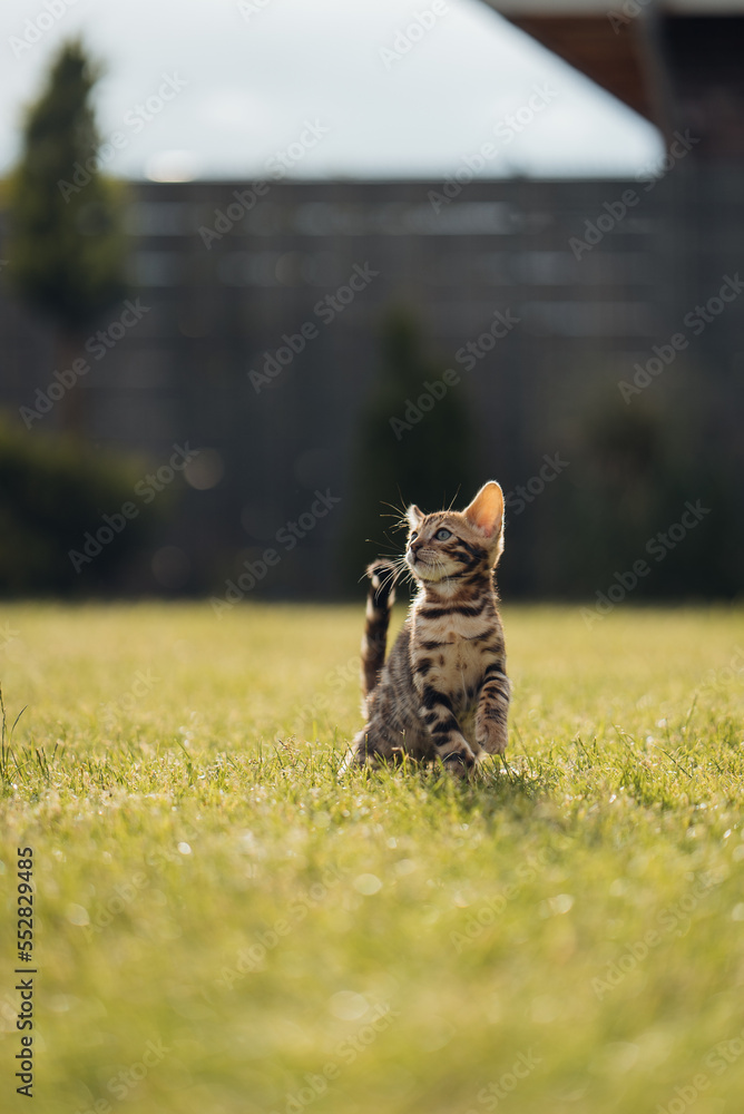 Fototapeta premium Bengal-katzen, Bengalkatze