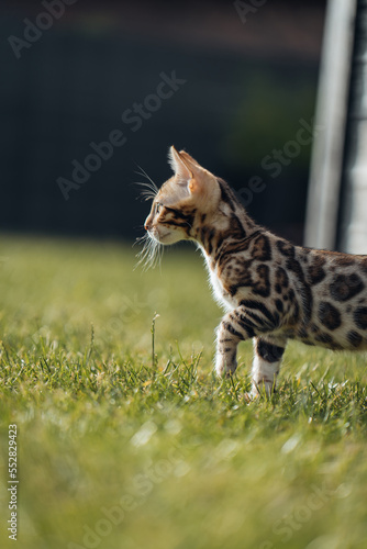 Bengal-katzen, Bengalkatze photo