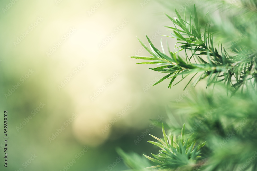 Natural dark green leaf texture with sun light use for nature background wallpaper cover page Natural dark green leaf texture with sun light use for nature background wallpaper cover page