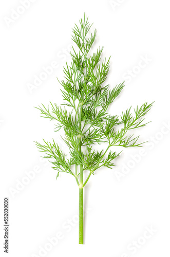 Dill plant stem with leaves. Fresh, green fern-like dill fronds, also called dill weed or dillweed, Anethum graveolens, a culinary herb, used as a garnish, or to flavor food, like salmon or pickles.