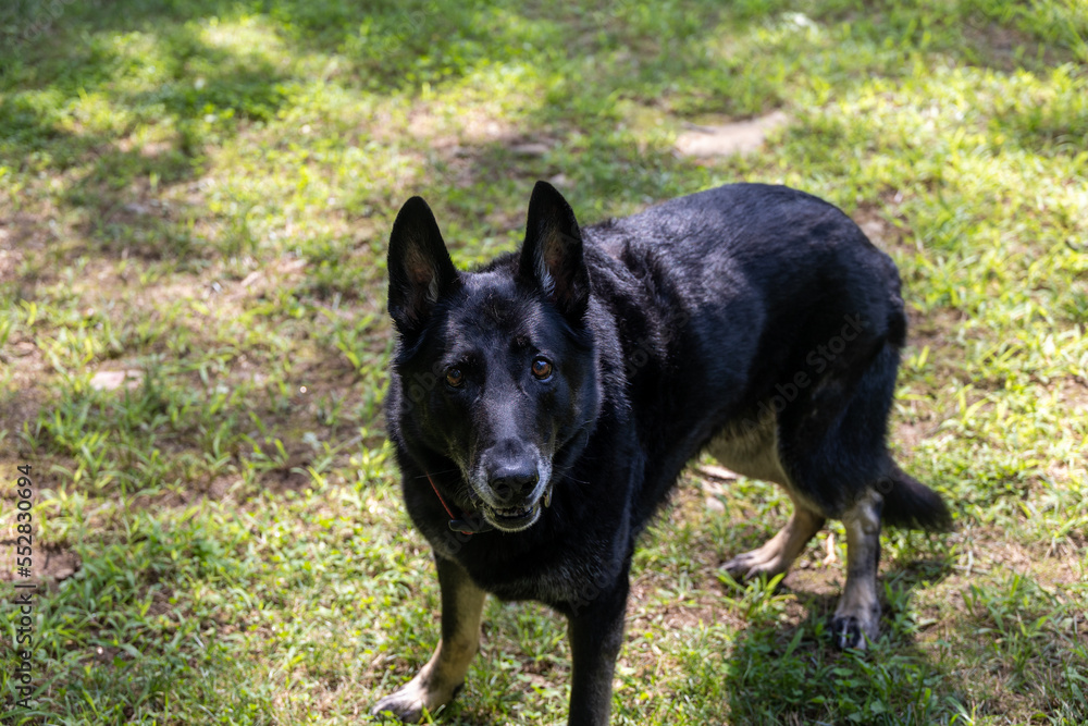 Black German Shepherd with Tan Paws and Gray Muzzle