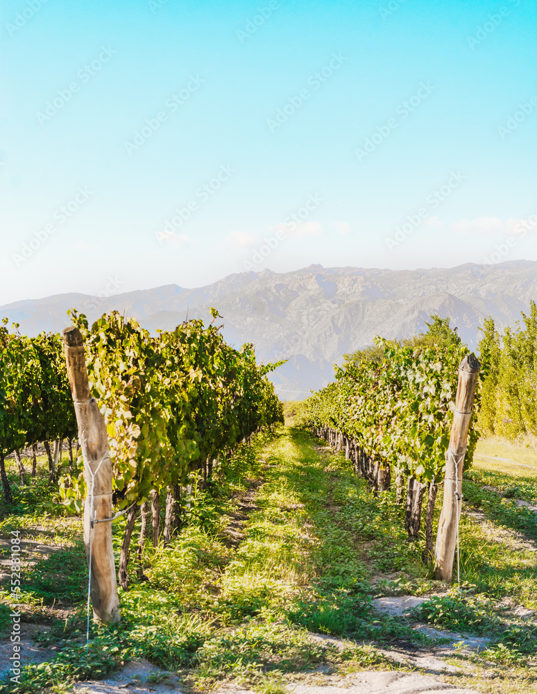 Detail of vineyard with mountains in the background during morning in Calchaquí Valleys, Cafayate, Salta, Argentina. This region specializes in high altitude wines.