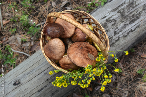 there is a wicker basket with mushrooms and yellow flowers on a log in the forest. Mushroom harvest. Boletus mushrooms.