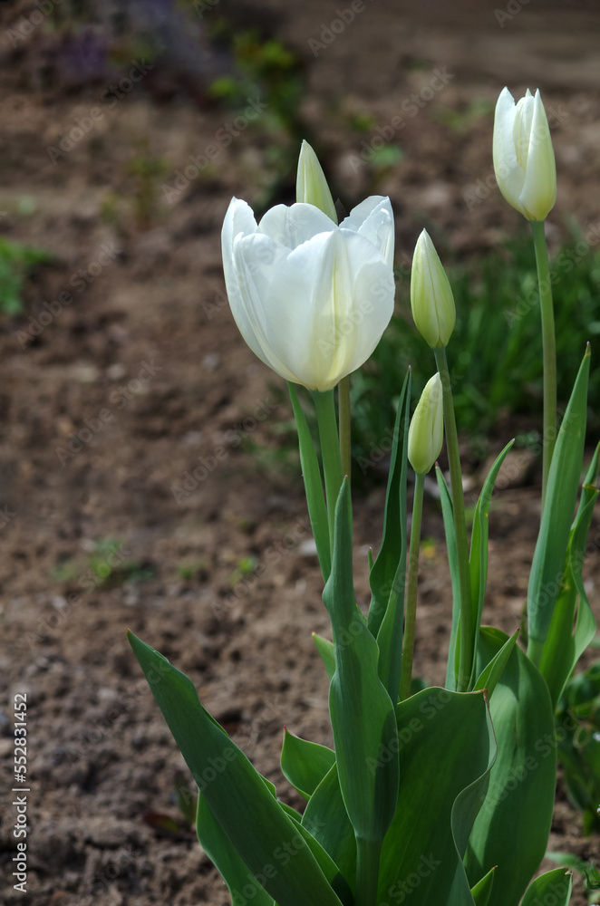 White tulips grow in the garden against a background of green grass. White tulips grow in the garden against a background of green grass.