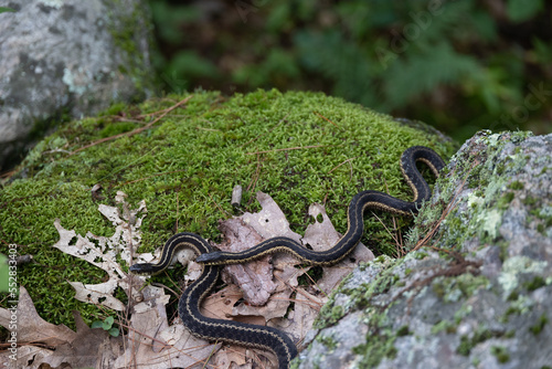 Two Eastern Garter Snakes (Thamnophis sirtalis sirtalis)  Resting Together on Rock Covered in Moss and Dead Leaves photo
