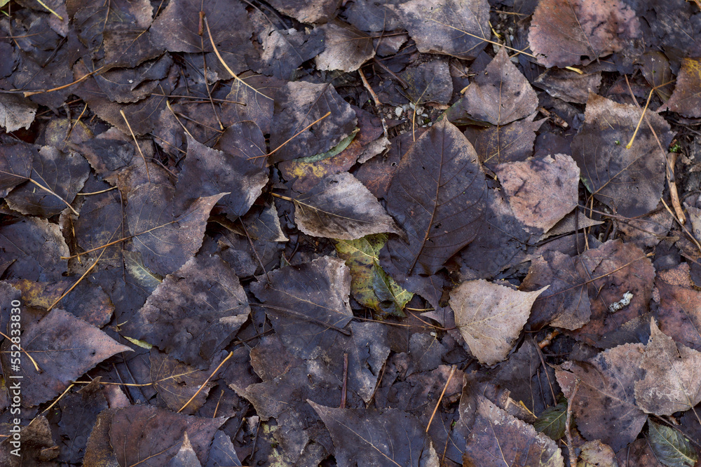 sfondo di foglie cadute in autunno