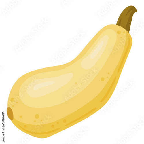 Cartoon squash, raw fresh vegetable. Yellow pumpkin vegetable, organic vegetable for healthy lifestyle flat vector illustration on white background