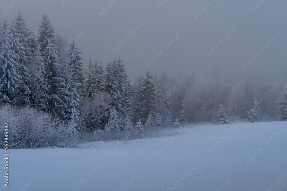 snow covered trees in winter snow covered trees in winter