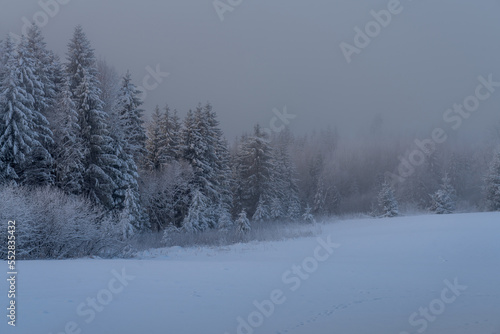 snow covered trees in winter © talavietis