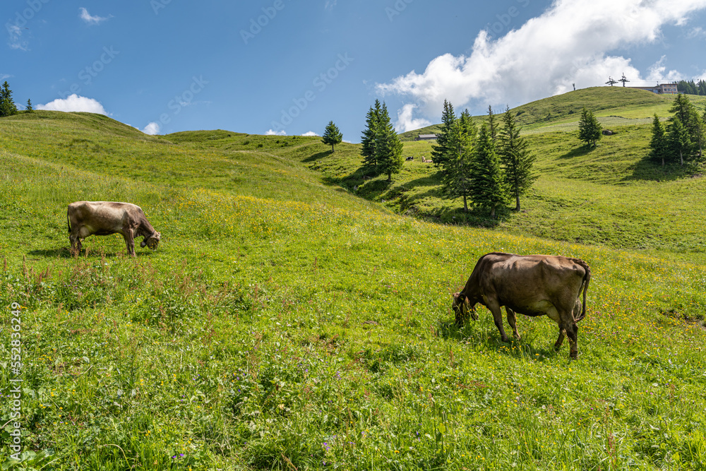 Fototapeta premium Kuhweide in den Alpen