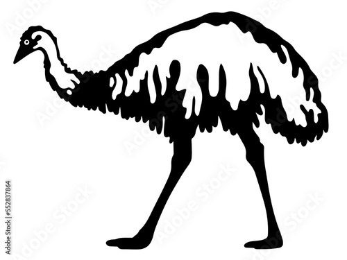 emu (Dromaius novaehollandiae) vector illustration