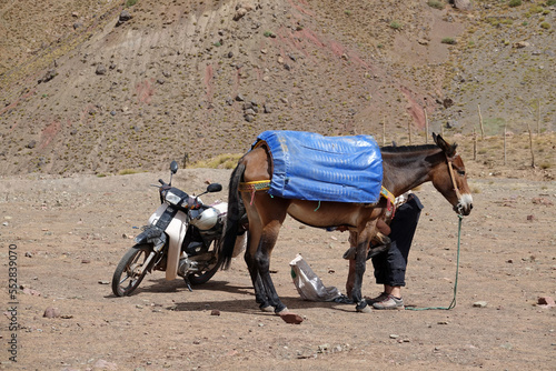 La grande traversée de l’Atlas au Maroc, 18 jours de marche. Maréchal ferrant venu en moto pour réparer le sabot d'une mule au milieu de nulle part