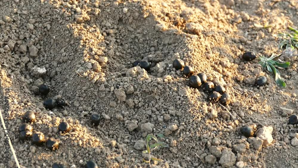 Sheep poop on the ground, fresh sheep poop, in the form of black olives