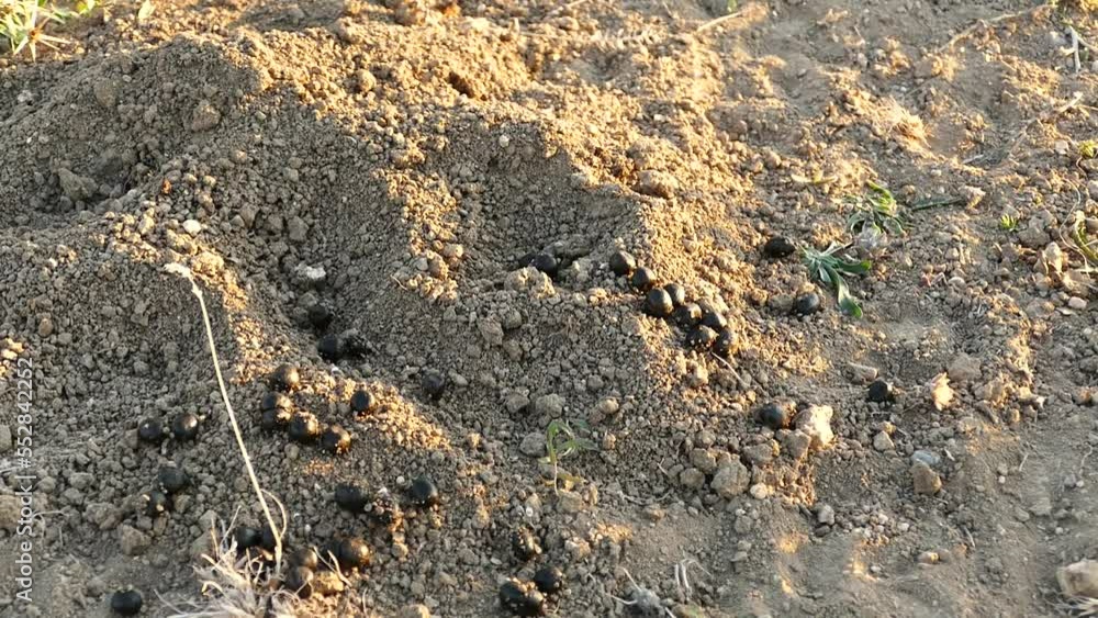 Sheep poop on the ground, fresh sheep poop, in the form of black olives
