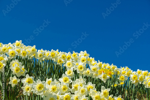 たくさんの水仙の花と青空