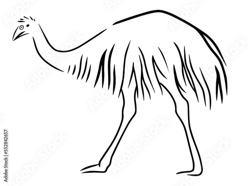 emu (Dromaius novaehollandiae) vector line illustration