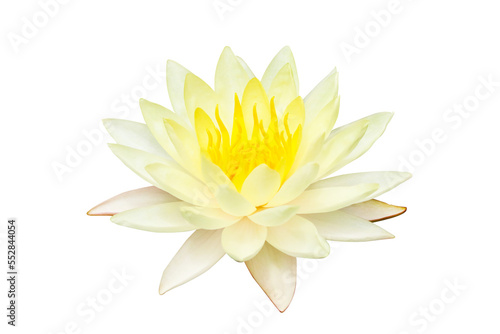 Yellow water lily blooming isolated on transparent background.