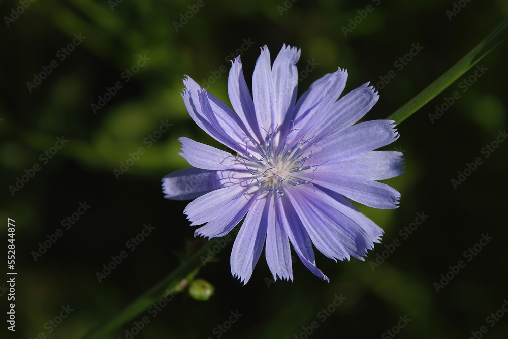 Chicory flower on a dark natural background. Chicory roots are used to make coffee in folk medicine. Close-up. Selective focus with copy space. Chicory flower on a dark natural background. Chicory roots are used to make coffee in folk medicine. Close-up. Selective focus with copy space.